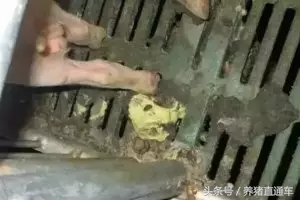 产房仔猪腹泻有哪些原因,产房拉稀怎么办