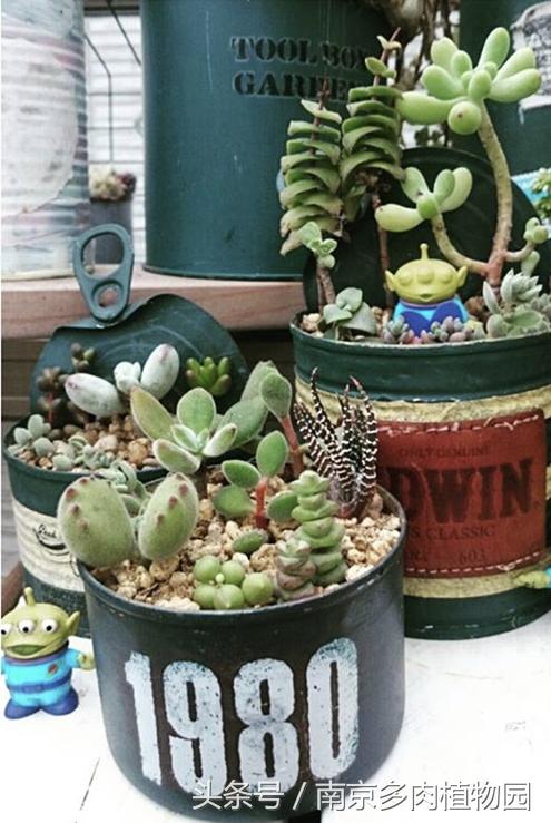 乐高积木成人款植物多肉,小玩具乐高