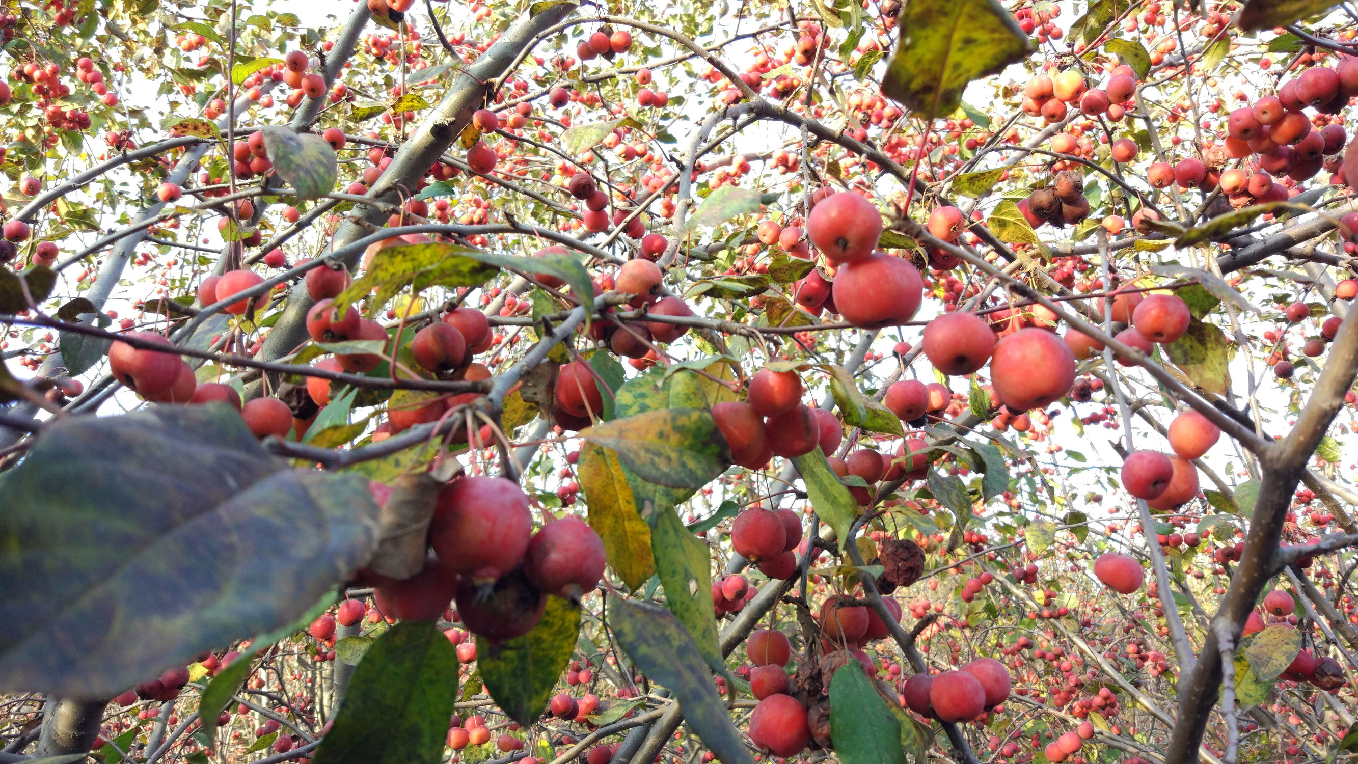 青州赤涧村数字乡村建设心得体会,青州弥河赤涧村