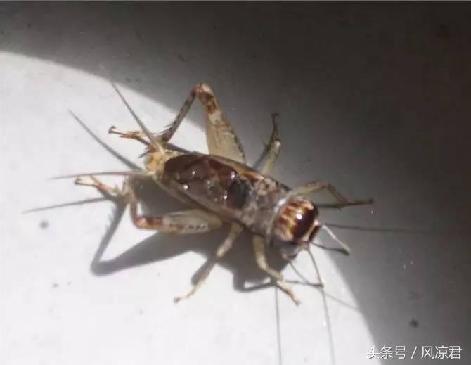 8090后的回忆你们经历过吗,8090共同的回忆完整视频