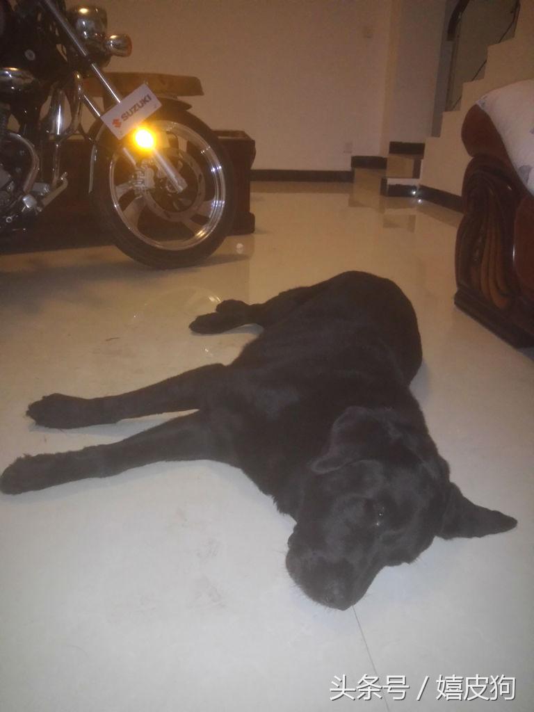 大狗黑色黄色,大狗黑灰色