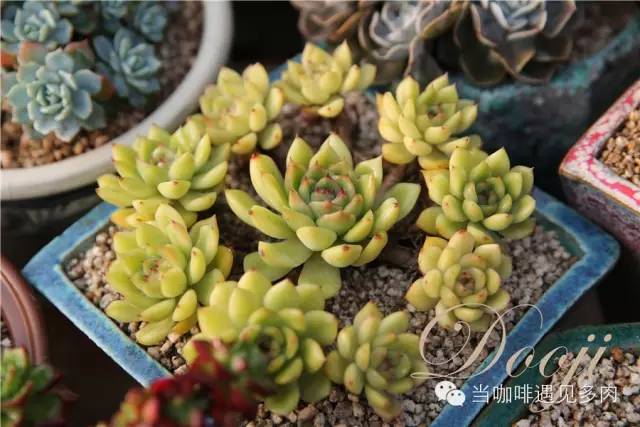 老桩大群多肉,大盆群生老桩图片大全