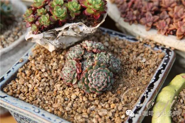 老桩大群多肉,大盆群生老桩图片大全