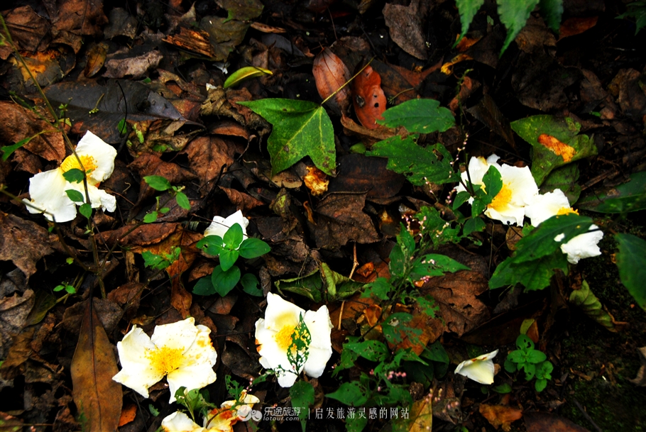 漫步缙云“自然小径”书写自然笔记