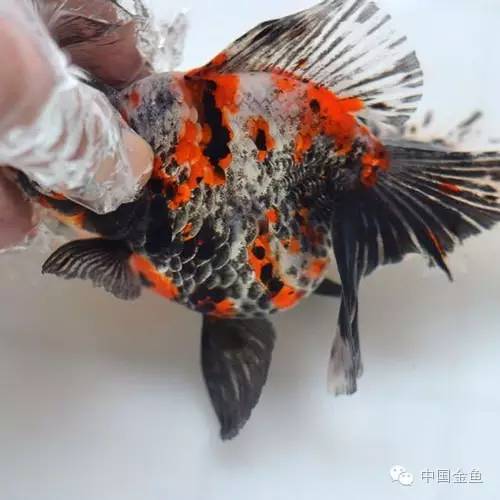 传统精品金鱼,鎏金金鱼哪些颜色最好看