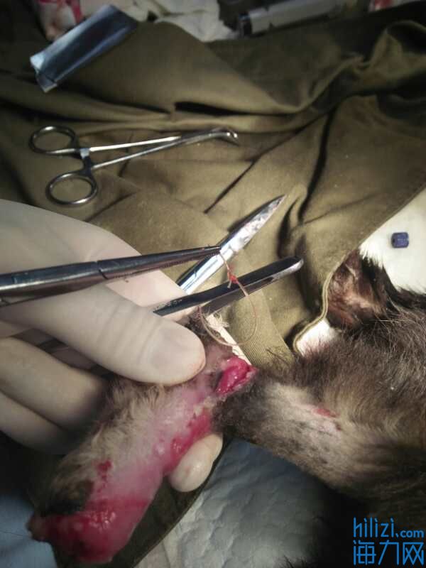 鱼线勒断小猫腿！这只流浪三脚猫是谁害的？