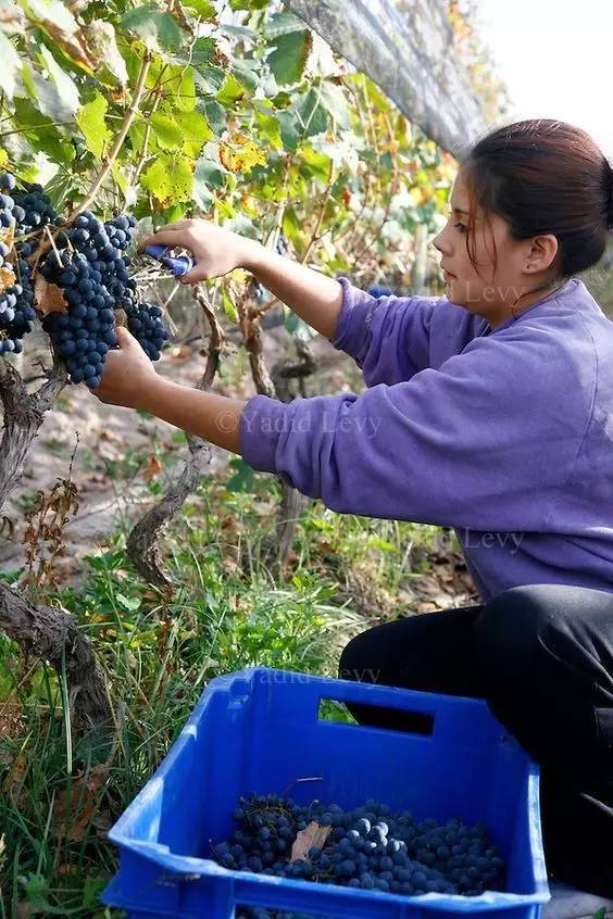 如何挑选一款适合自己的口粮酒 (南美酒怎么挑)