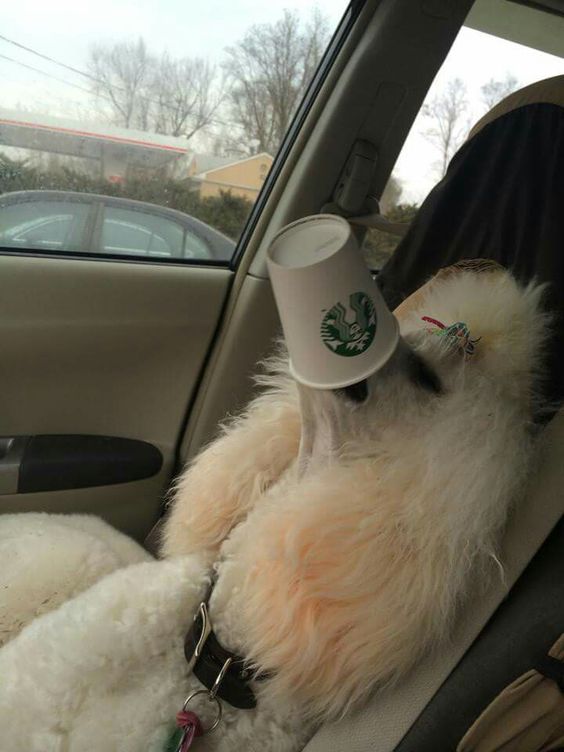 巨型贵宾犬造型有哪些,巨贵犬是巨型贵宾犬吗