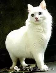 中华田园猫玄猫的性格,中华田园猫玄猫眼睛什么颜色