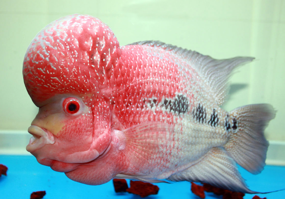 罗汉鱼怎么饲养为最佳,罗汉鱼正确饲养技巧图解