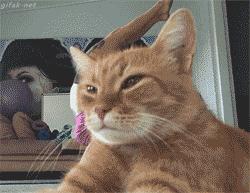 宠物吃辣条搞笑视频,什么宠物吃辣条会中毒