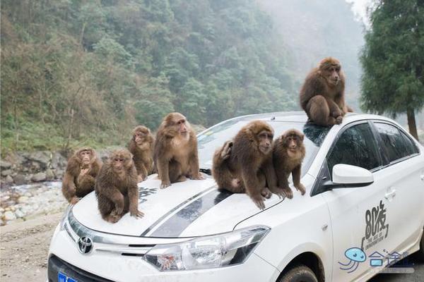 戏猴、爬山、观瀑布，那就跟我去卧龙谷！