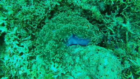 仙本那考潜水证日程,去仙本那潜水要考什么证