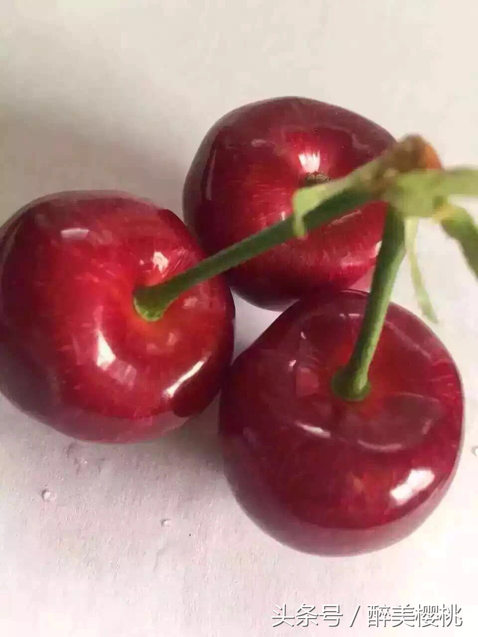 南方樱桃成熟时间表,世界各地樱桃