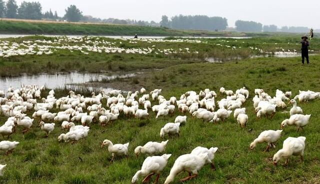 农村怎么养鹅创业挣钱,在农村养鹅需要哪些手续