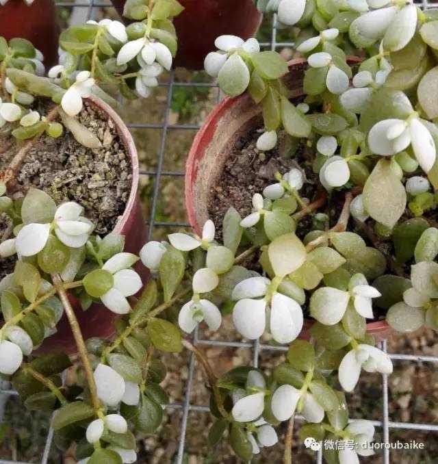 怎么把肉肉炼成冻不死的小强?