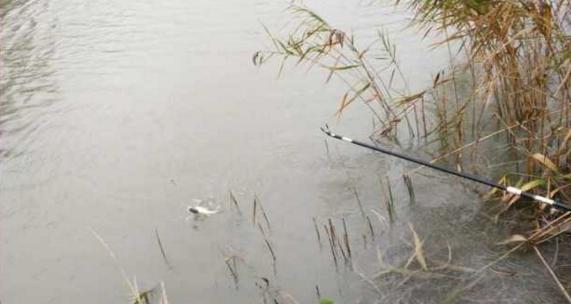 钓鱼人太牛！大风大雨中垂钓也能迎来鲤鲫大丰收