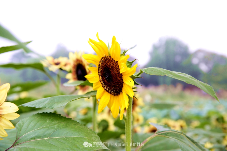 带上阳光开头结尾,阳光情人谷