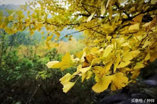 钟祥还能不能去,对不起我要离开了文章