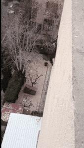 所有36种猫科动物排行,兴趣宝贝21期