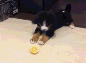 狗狗吃了一口柠檬有事吗,狗狗吃柠檬会有什么样的反应