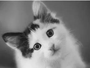 猫体内有寄生虫能驱虫吗,你知道猫的身上有多少种细菌吗