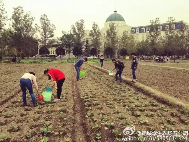 成都锦城学院大学最大食堂,川大锦城学院7个食堂