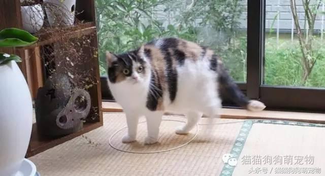 教你如何抓住小偷,教你如何抓住快速上涨的股票