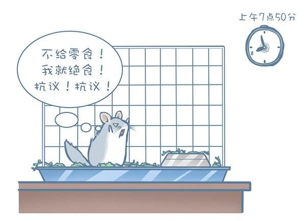 龙猫怎么才能不掉毛,龙猫挑食不吃主粮怎么办