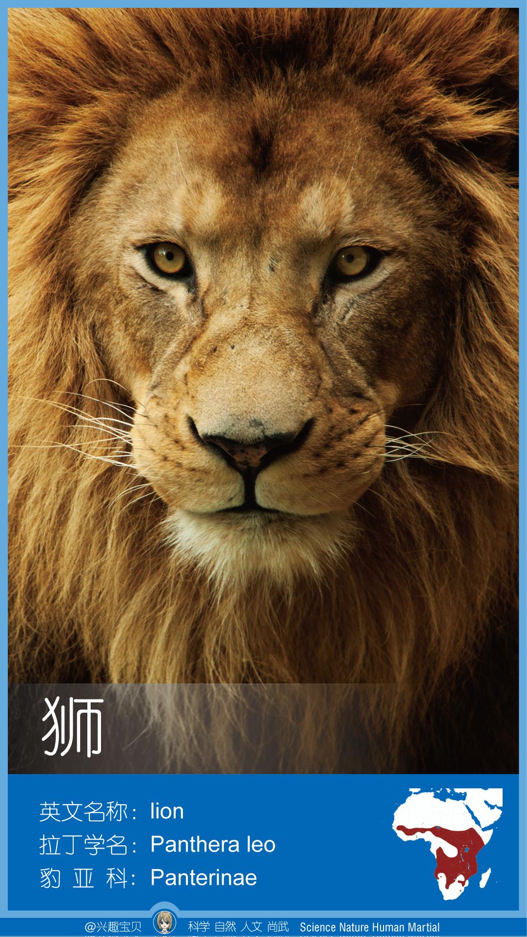 所有36种猫科动物排行,兴趣宝贝21期