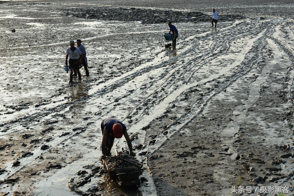 用有洞的铲子赶海抓蛏子,潜水抓蛏子怎样抓的最多