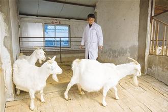 母羊产前瘫痪最佳防御方法,母羊产前产后瘫痪怎么治疗