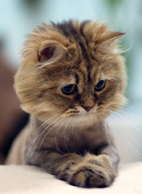 何炅代言理财平台,何炅商业投资