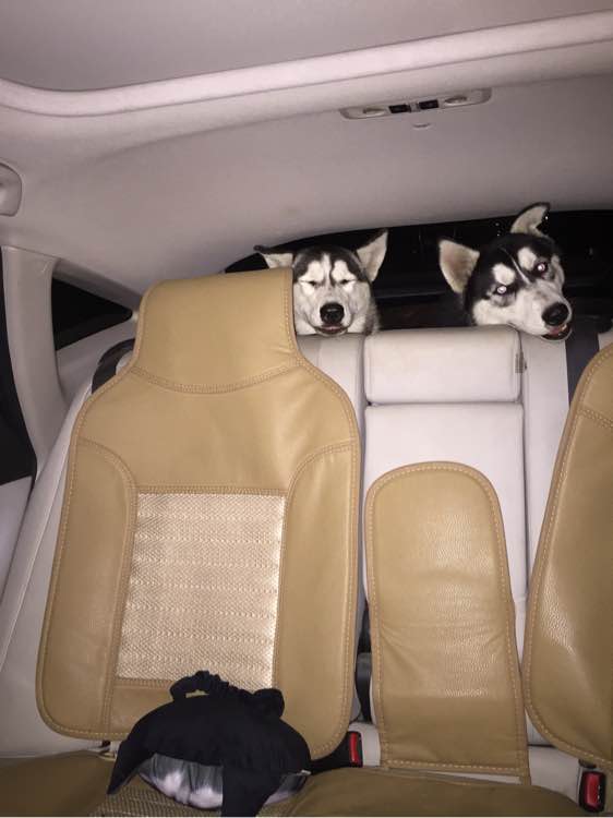 男子养的哈士奇冲着他笑,男子养了3只二哈