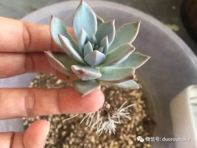 养肉肉的感悟,养多肉谨记好3招专治多肉难上色