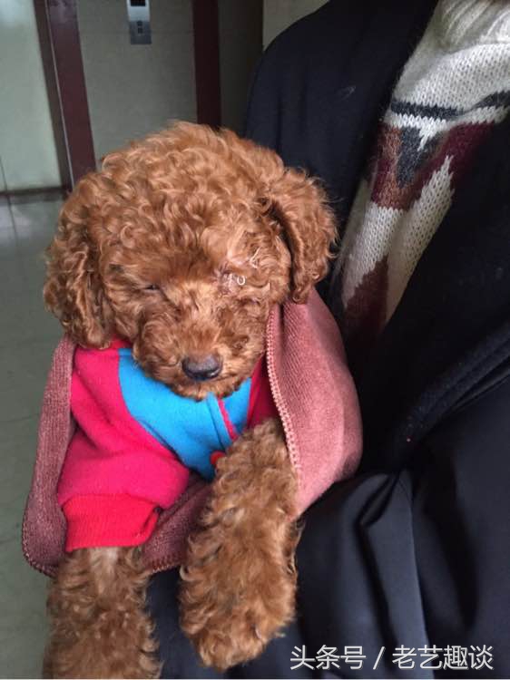 泰迪被咬的位置毛变色了,2个月泰迪刚到新家咬到手腕破皮