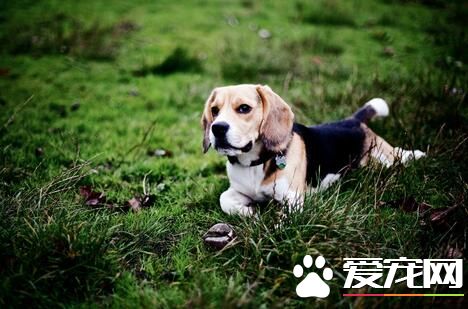 比格犬是大型犬吗比格犬成年多大,比格犬怎么养一天喂几次狗粮