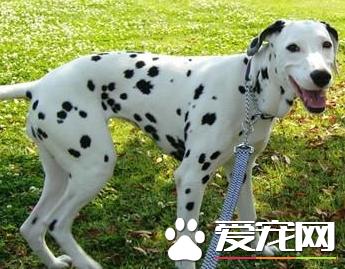 大麦町犬一到十二个月的体重变化,大麦町犬怀孕多久下小狗