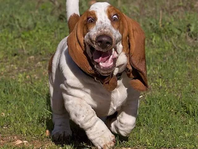 白色腿细细的那种狗是什么狗,细腿狗是什么狗