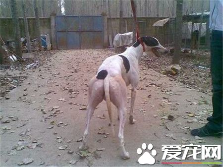 灵缇犬幼犬怎么养,灵缇犬幼犬的喂养方法