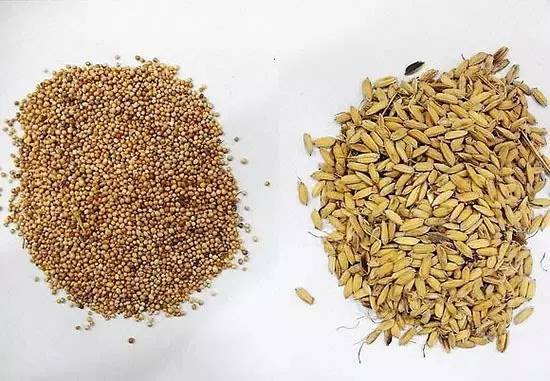 功能性消化不良怎样通过食疗治愈,治疗胃消化不良的秘方