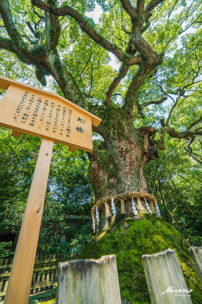 粉红猪小妹与小猪佩奇,粉红猪小妹的快乐生活