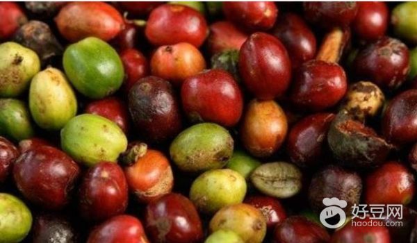 巴厘岛金兔咖啡真的吗,巴厘岛金兔咖啡的正确喝法