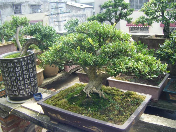 黄杨木盆景制作及养护方法分析,云南珍珠黄杨盆景熟桩养护方法