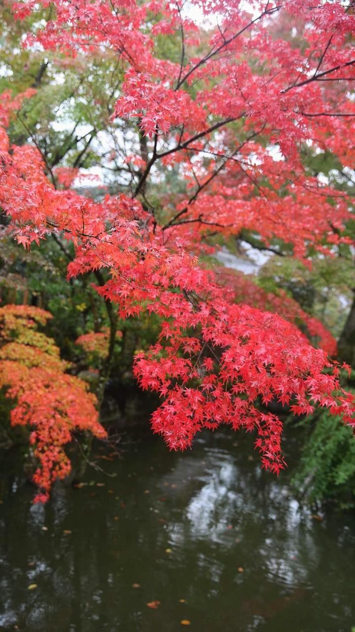 关西温泉六日游,大阪关西机场温泉