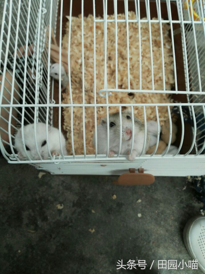 花10元买了两只小仓鼠，没想到几个月后收获一窝软萌的糯米团子