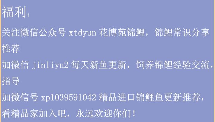 红锦鲤变黑的原因,锦鲤鳞片变黑怎么办