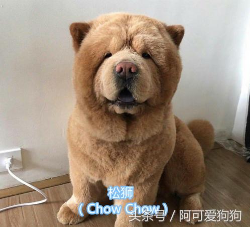 超级好看的大耳狗,短尾立耳狗