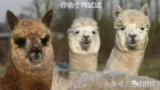 八骏图徐悲鸿,八骏图国画