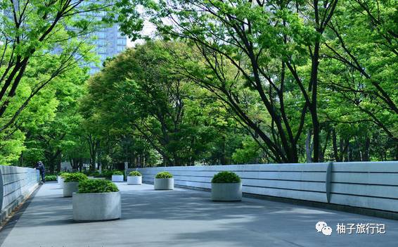 樱花旅行记全集视频,樱花季日本14天旅游攻略